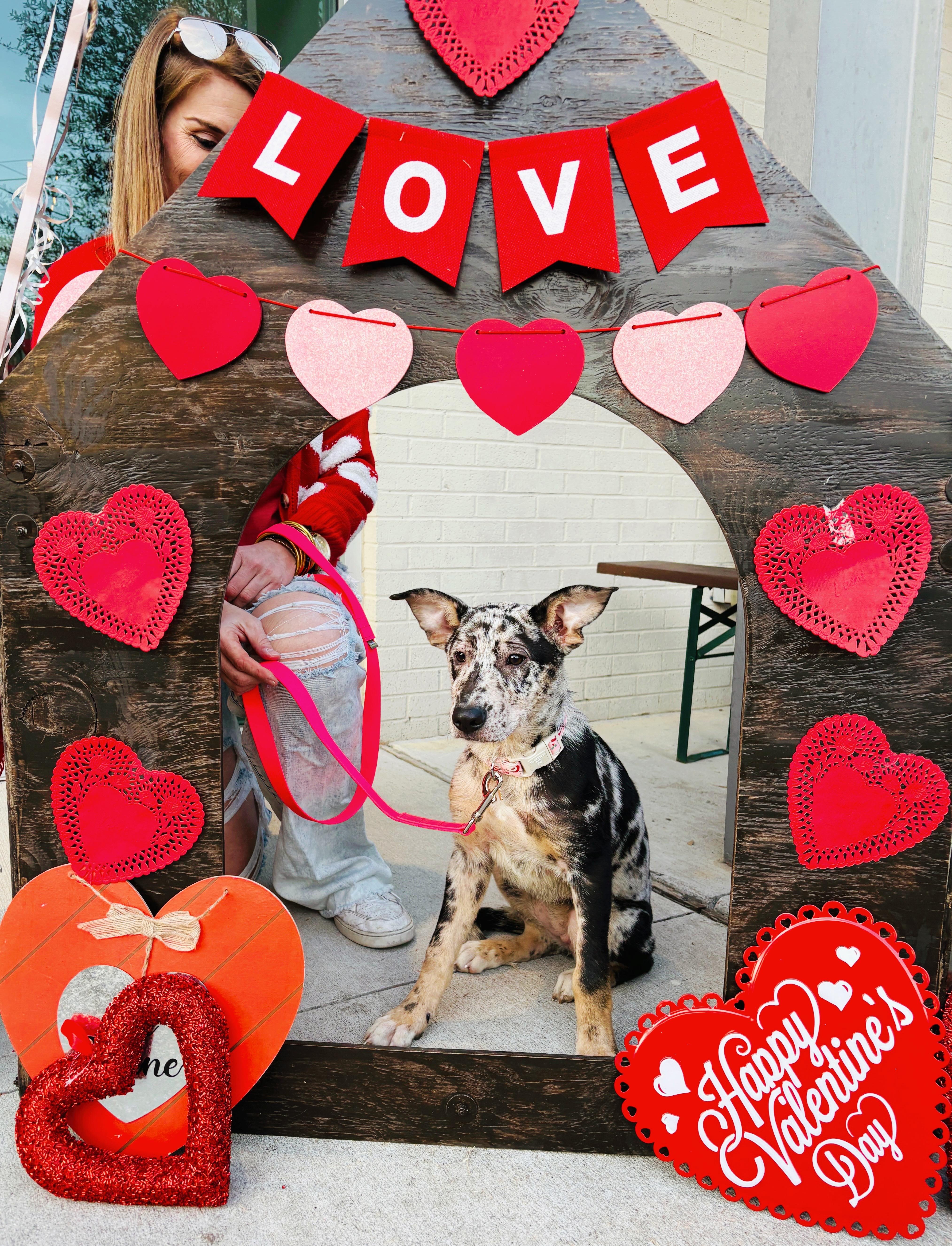 Tiana , Adoptable, Puppy Female Mixed Breed.