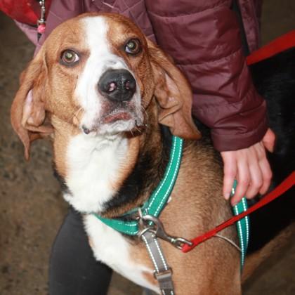 Jerome, a Adoptable mixed breed in Richmond, VA image 1/4