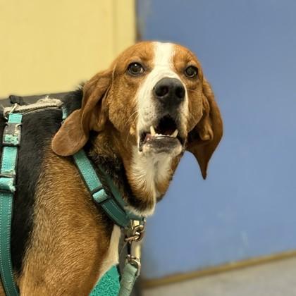 Jerome, Adoptable, Adult Male Hound & Mixed Breed.