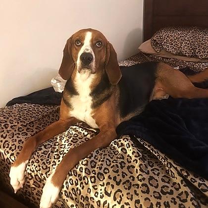 Jerome, a Adoptable mixed breed in Richmond, VA image 2/4