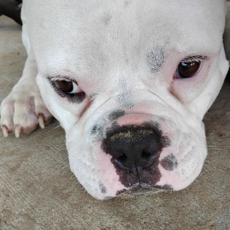Juliet, Adoptable, Adult Female American Bulldog.