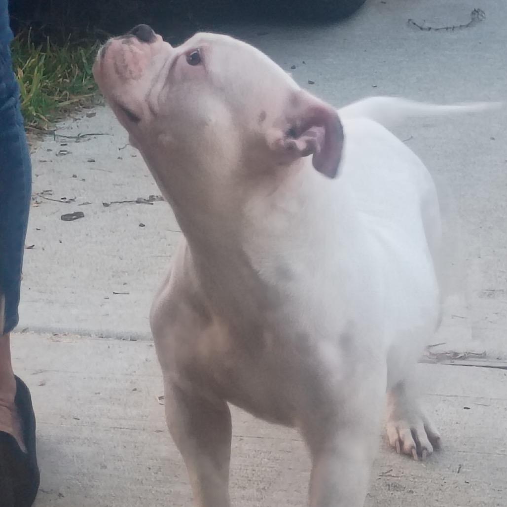 Enlarge Juliet, a Adoptable American Bulldog in Baytown, TX image 2/3