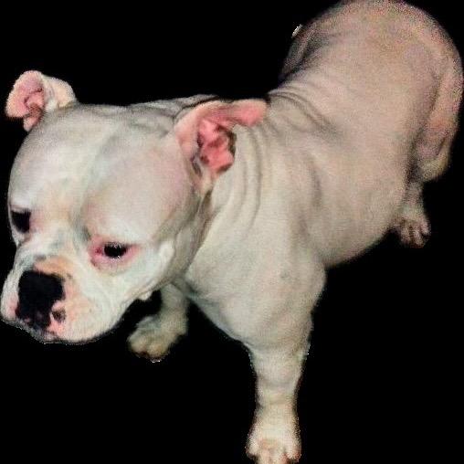 Enlarge Juliet, a Adoptable American Bulldog in Baytown, TX image 3/3