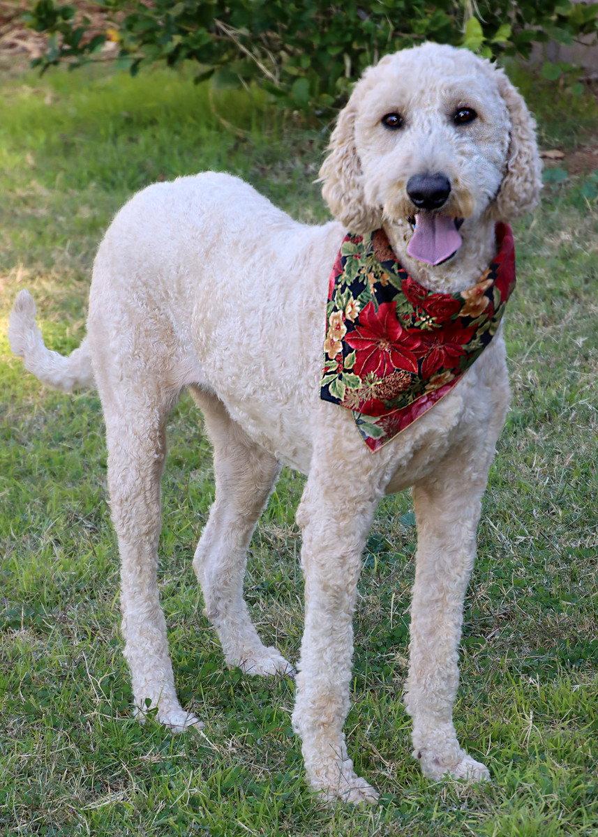Enlarge Miley, a Adopted mixed breed in Glendale, AZ image 2/3
