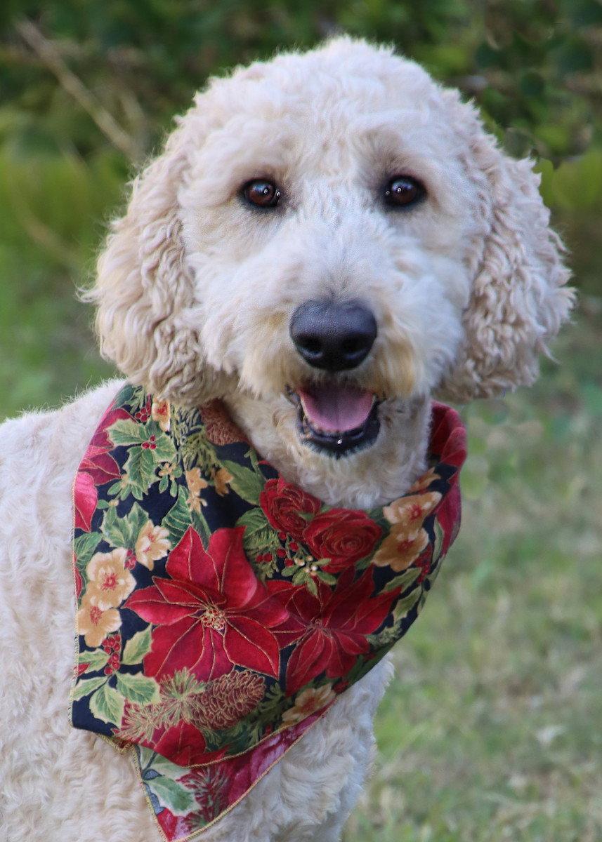 Enlarge Miley, a Adopted mixed breed in Glendale, AZ image 3/3