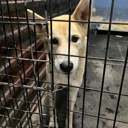 Enlarge Lassie, a ADOPTABLE mixed breed in Valley Falls, KS image 2/2