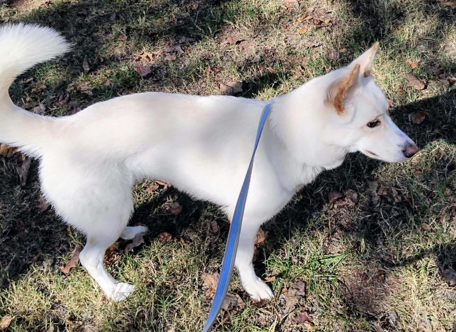 Enlarge Bellini, a ADOPTABLE mixed breed in Maiden, NC image 3/6