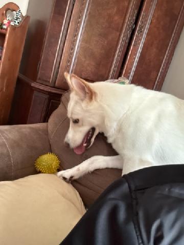 Enlarge Bellini, a ADOPTABLE mixed breed in Maiden, NC image 5/6