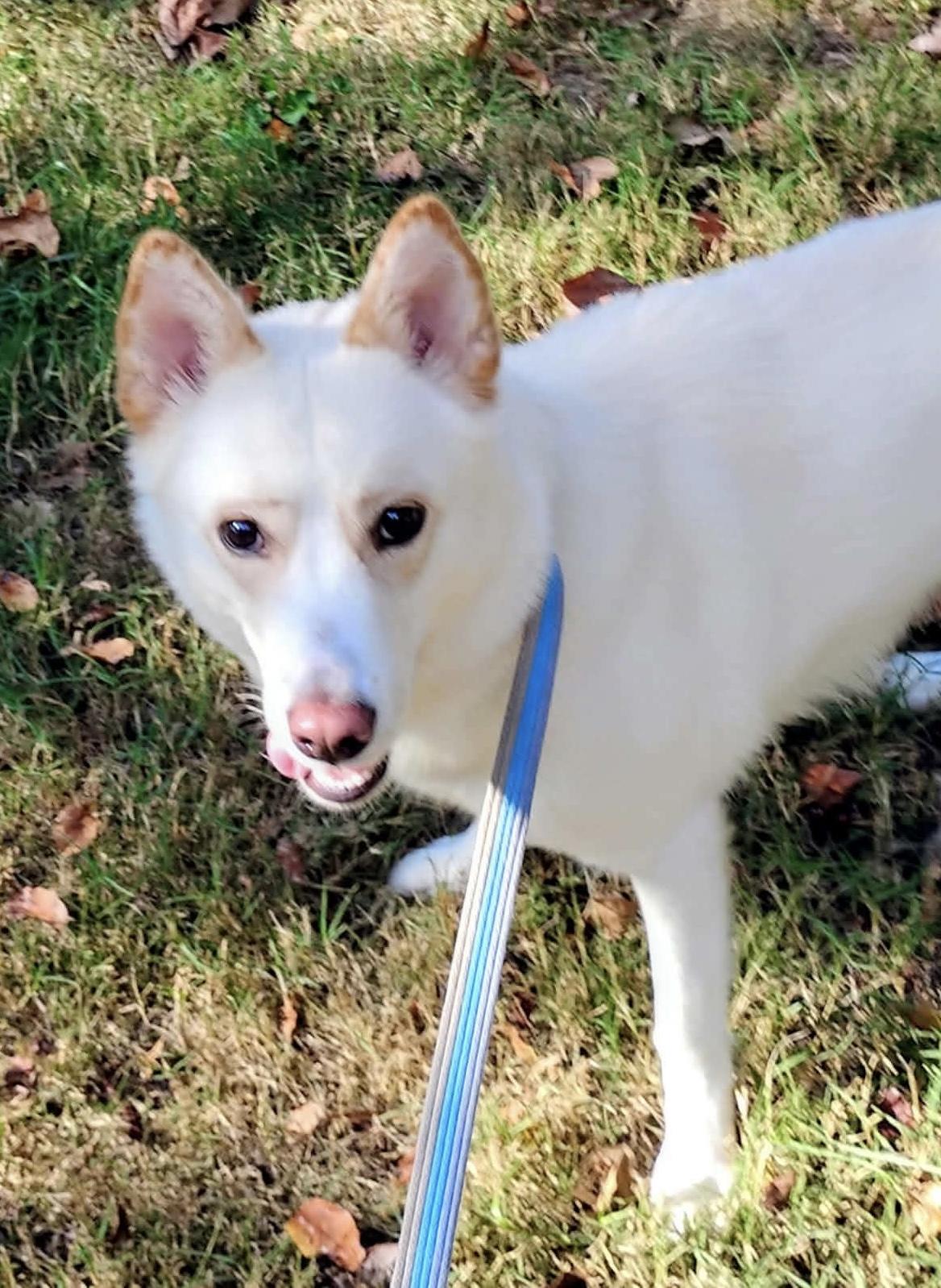 Enlarge Bellini, a ADOPTABLE mixed breed in Maiden, NC image 1/6