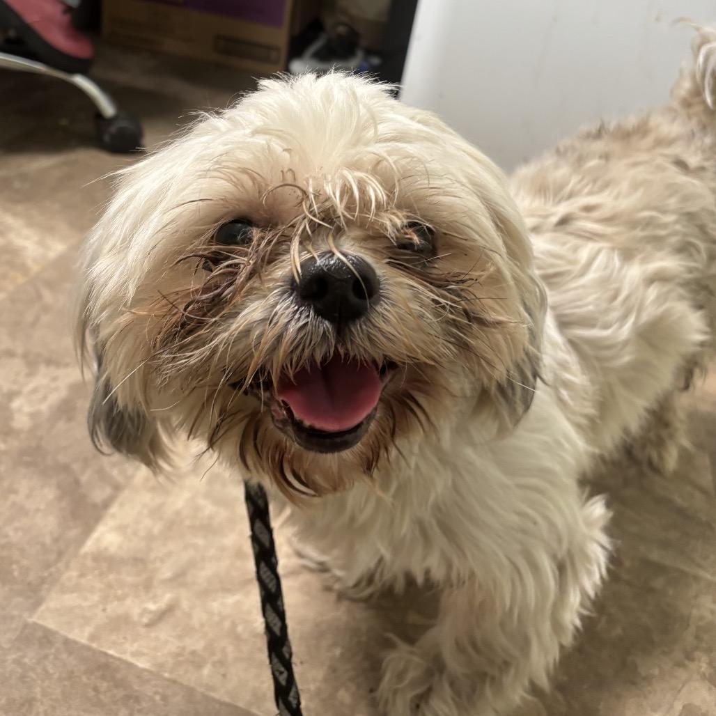 Miguel, Adoptable, Adult Male Shih Tzu.