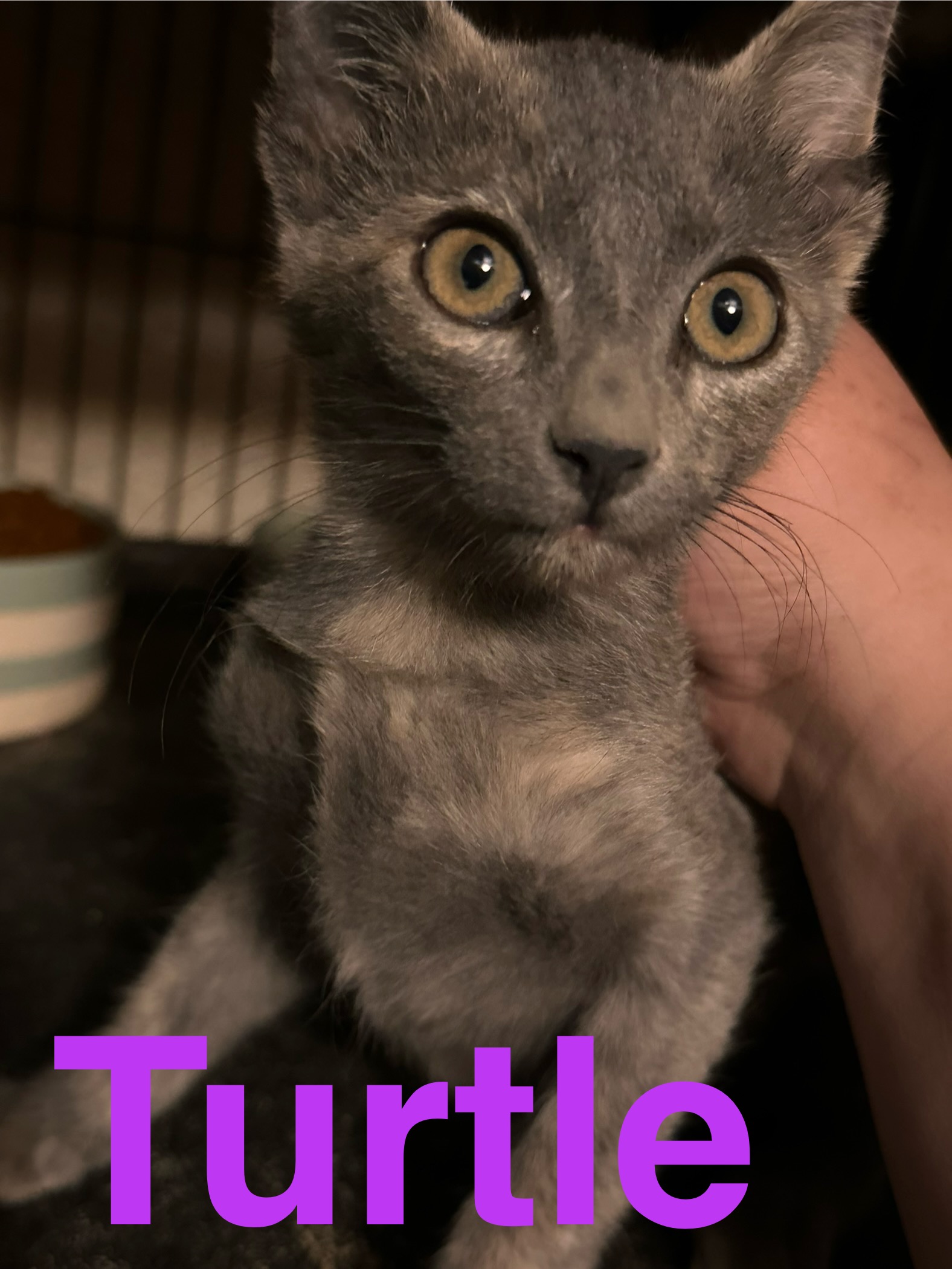 Turtle, an adopted Domestic Short Hair in Lubbock, TX_image-1