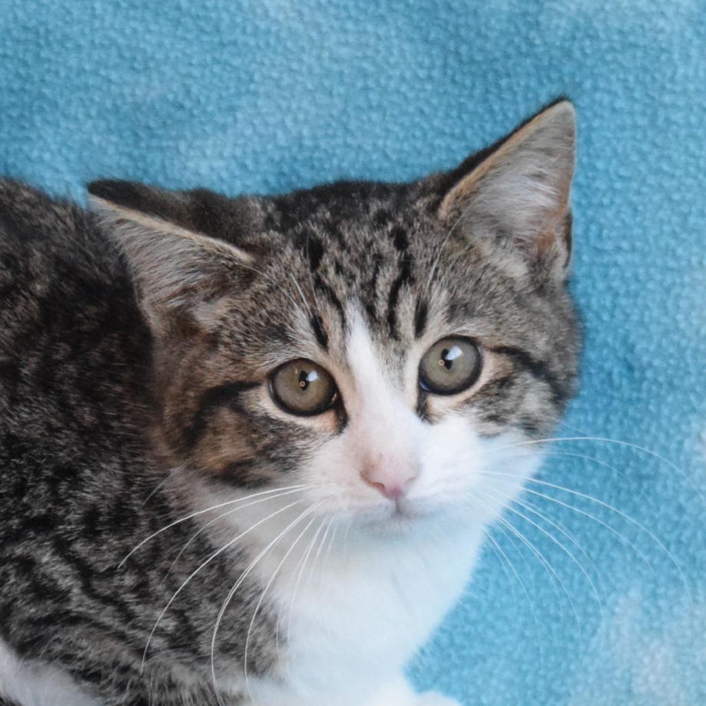 Matty, Adoptable, Kitten Male Domestic Short Hair.