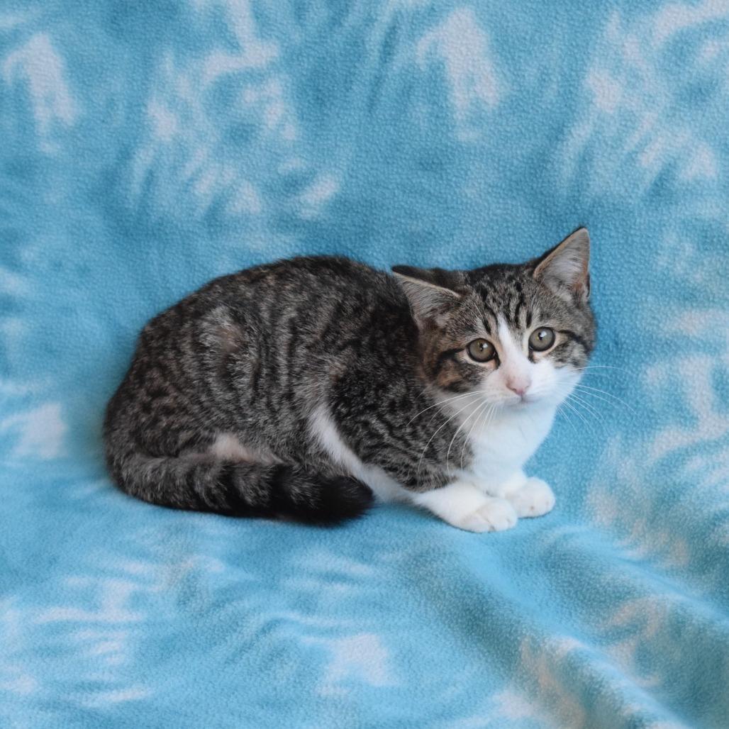 Matty, a Adoptable Domestic Short Hair in Eureka, CA image 2/3