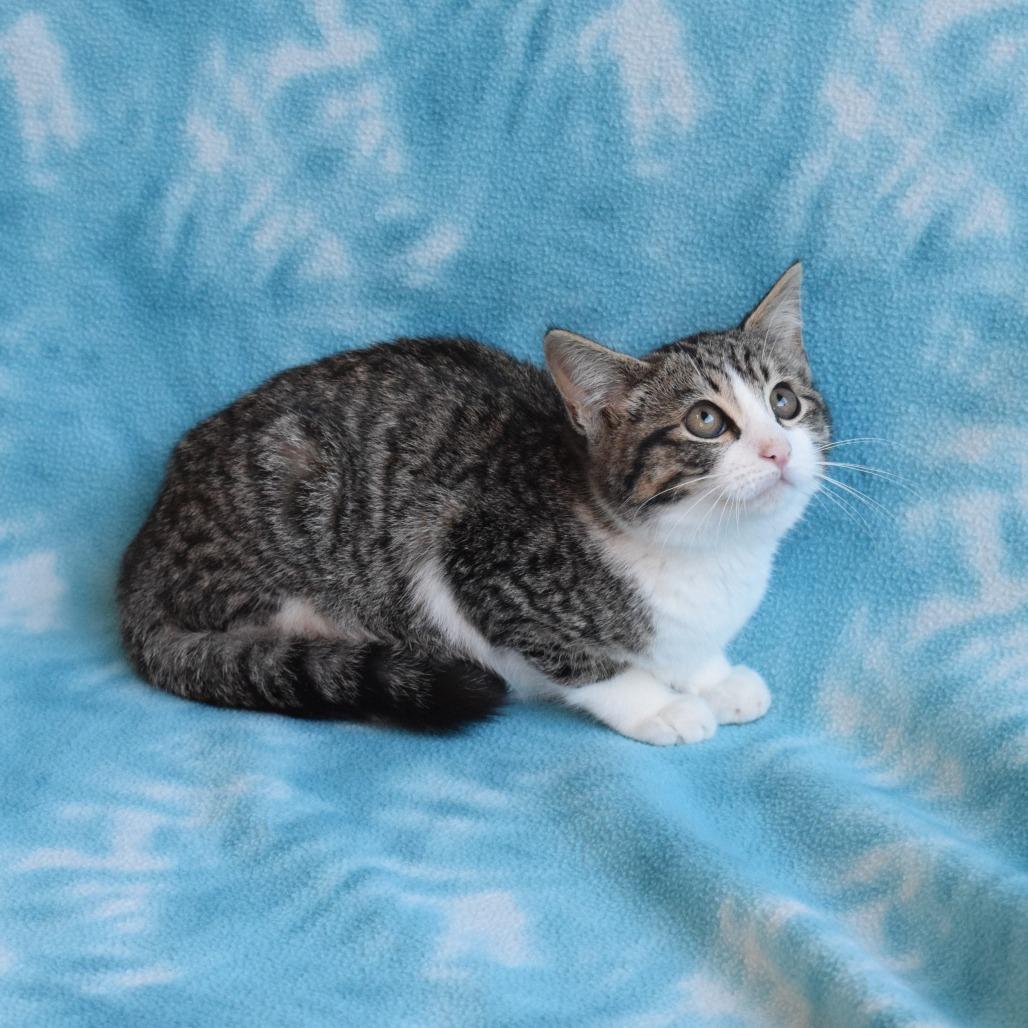 Matty, a Adoptable Domestic Short Hair in Eureka, CA image 3/3