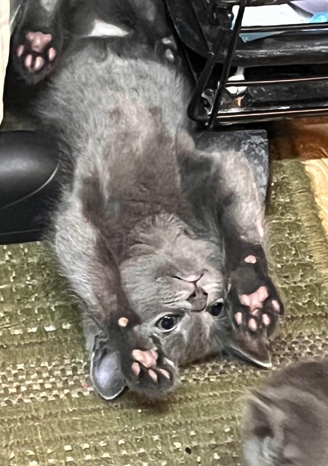 Enlarge Willow, a Adoptable Domestic Short Hair in South Pasadena, CA image 1/1
