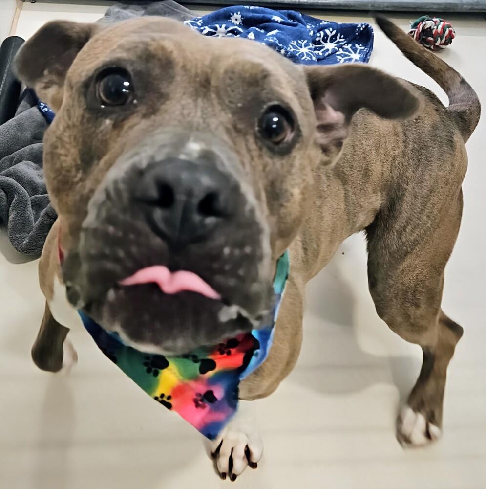 Enlarge Edith, a Adoptable mixed breed in Leadville, CO image 4/6