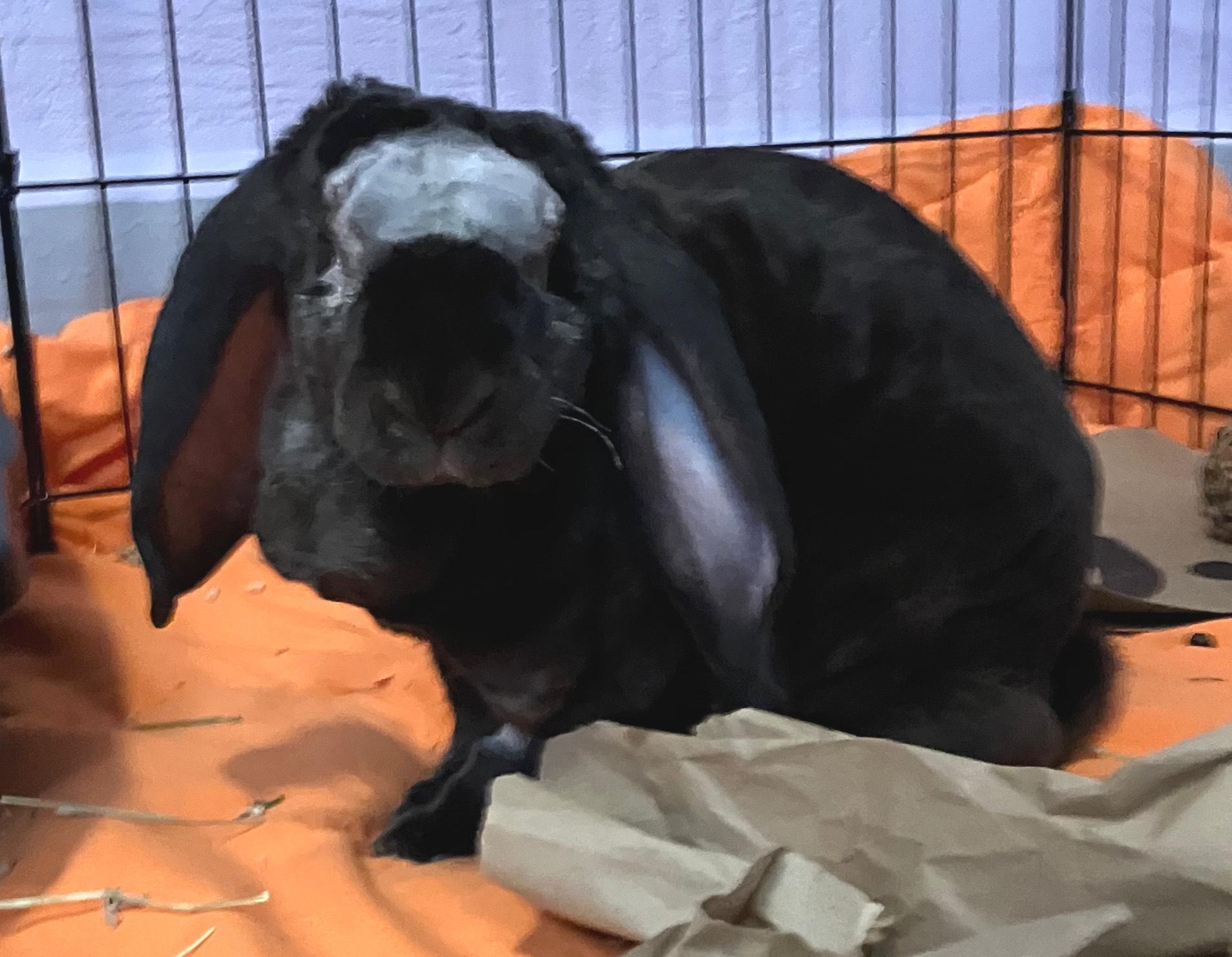 Enlarge Lorelai, an adopted mixed breed in Oshkosh, WI image 2/4