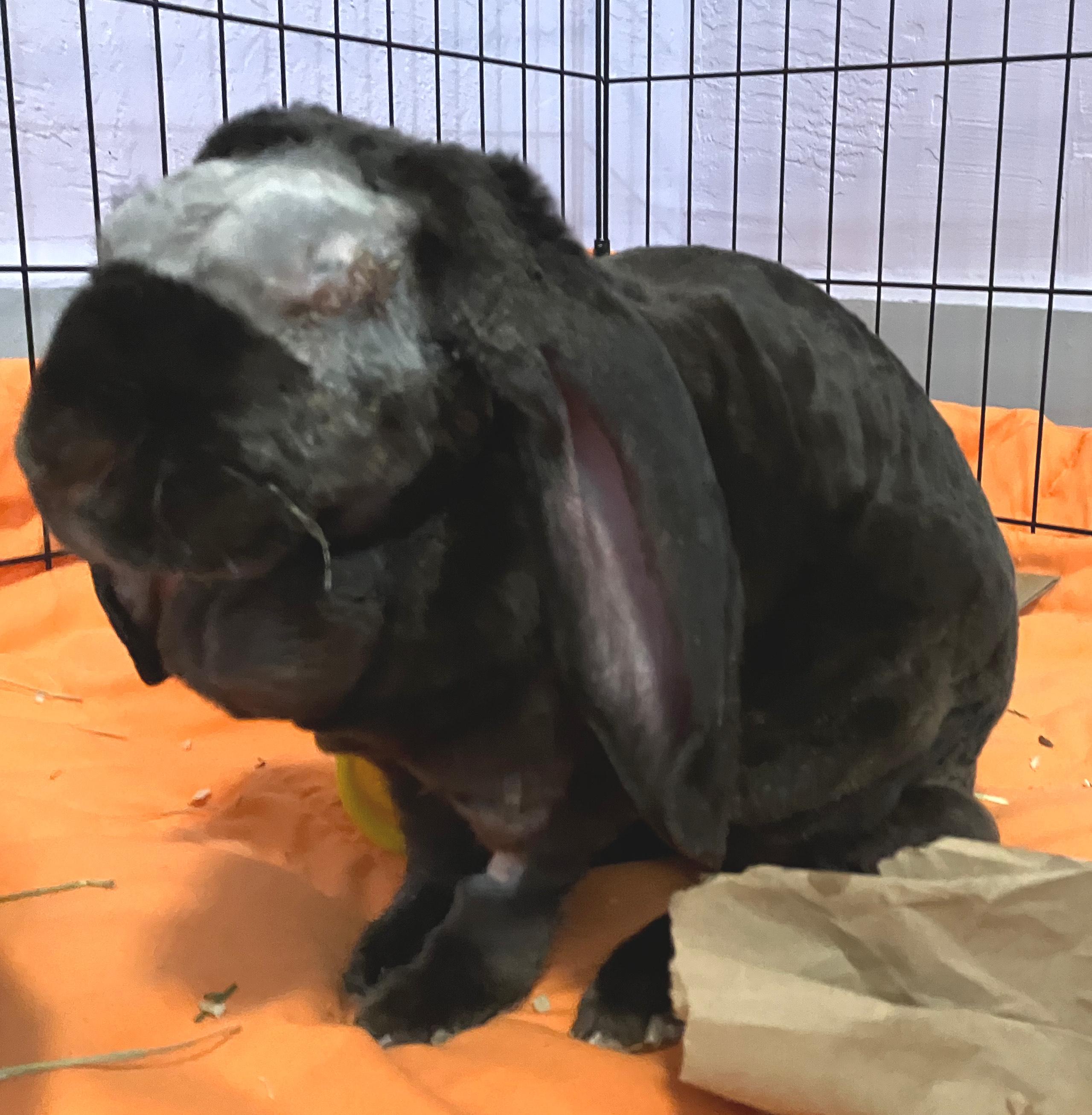 Enlarge Lorelai, an adopted mixed breed in Oshkosh, WI image 1/4