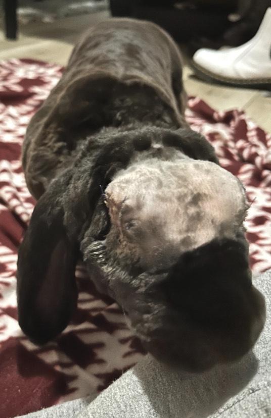 Enlarge Lorelai, an adopted mixed breed in Oshkosh, WI image 3/4