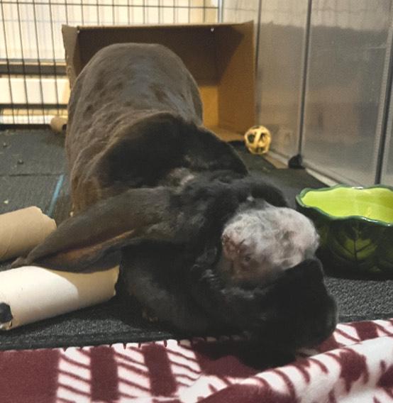 Enlarge Lorelai, an adopted mixed breed in Oshkosh, WI image 4/4