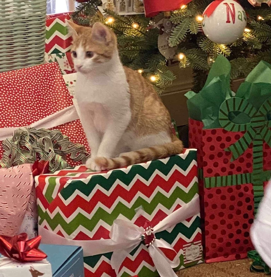 Goose, Adopted, Kitten Male Domestic Short Hair.