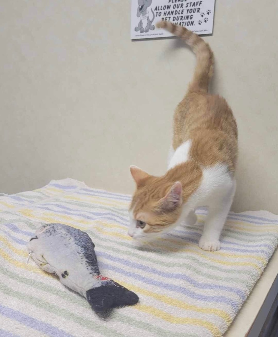 Goose, a Adopted Domestic Short Hair in Nacogdoches, TX image 2/5