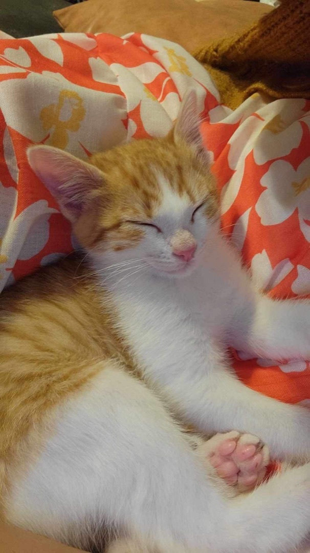 Goose, a Adopted Domestic Short Hair in Nacogdoches, TX image 3/5