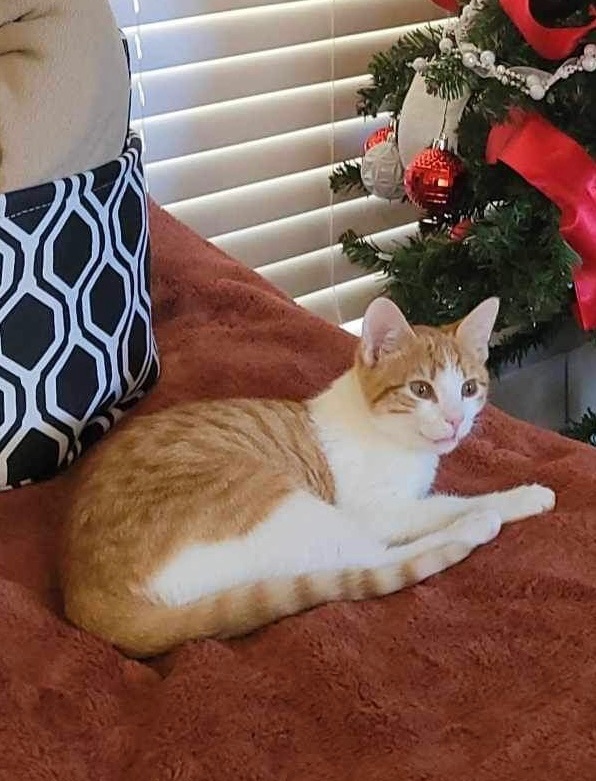 Goose, a Adopted Domestic Short Hair in Nacogdoches, TX image 4/5