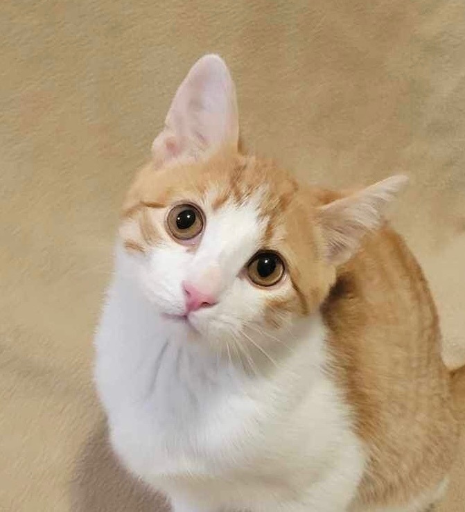 Goose, a Adopted Domestic Short Hair in Nacogdoches, TX image 5/5