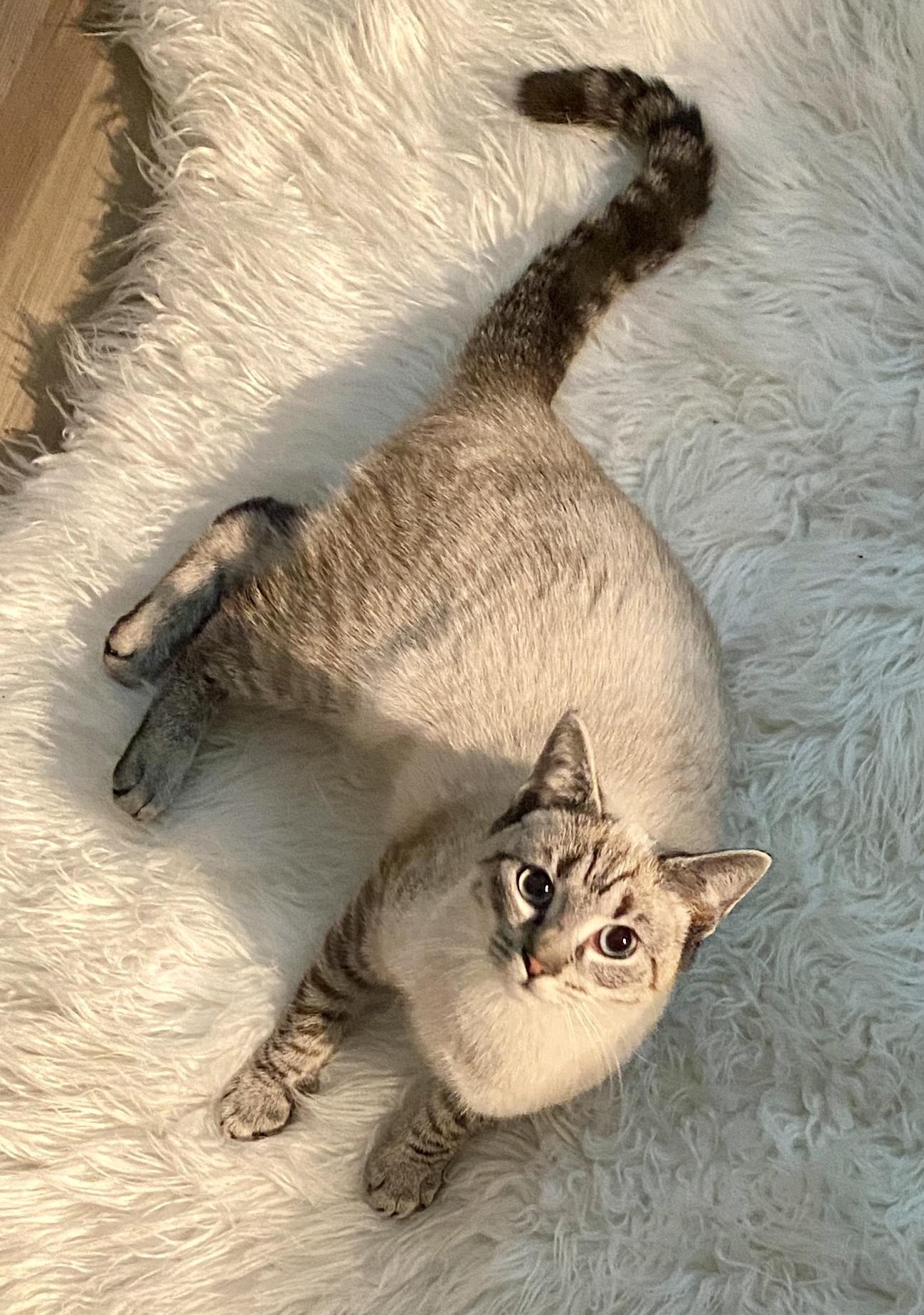 Enlarge Shasta , a ADOPTABLE mixed breed in Red Bank, NJ image 2/6