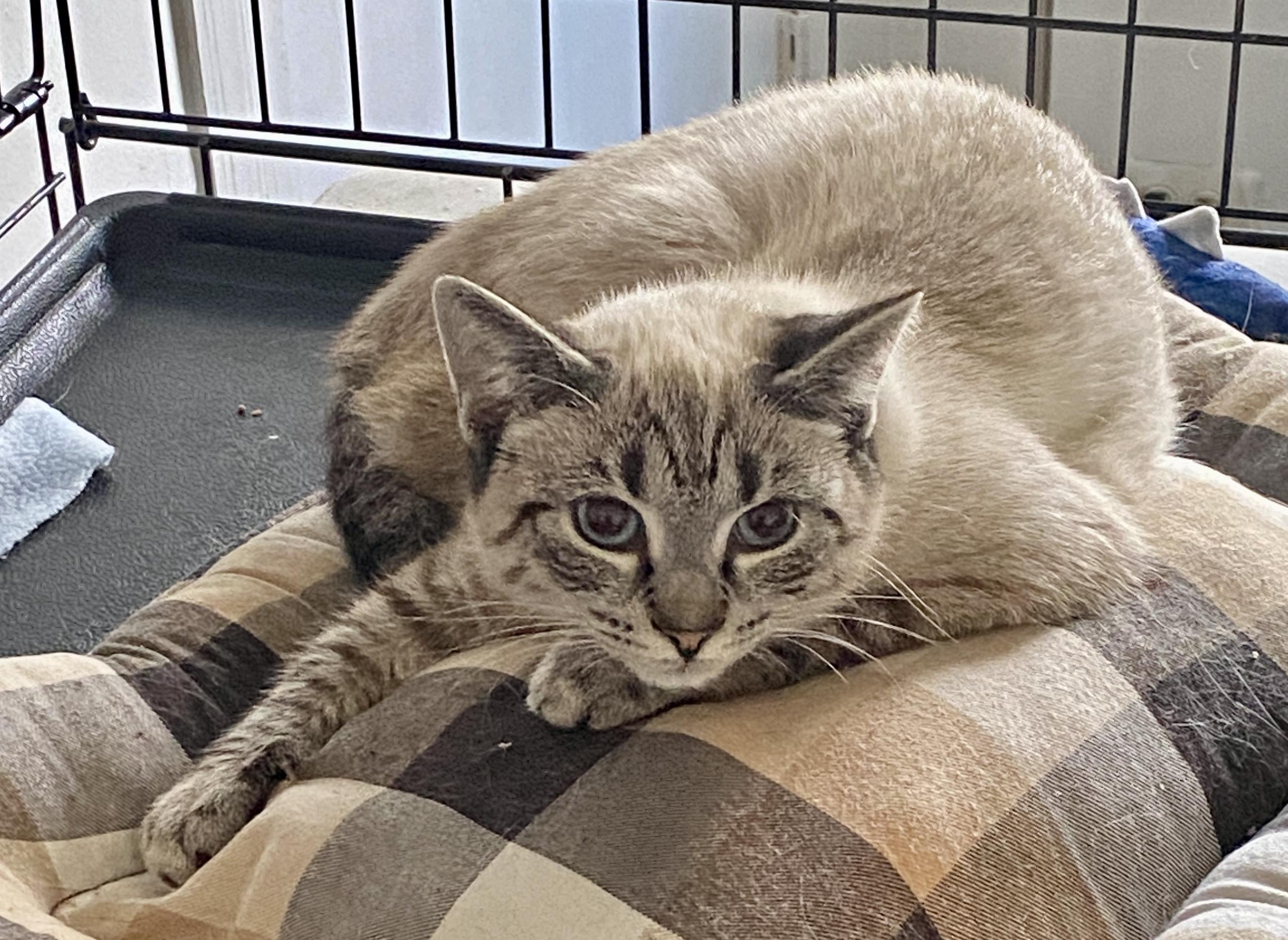 Enlarge Shasta , a ADOPTABLE mixed breed in Red Bank, NJ image 4/6