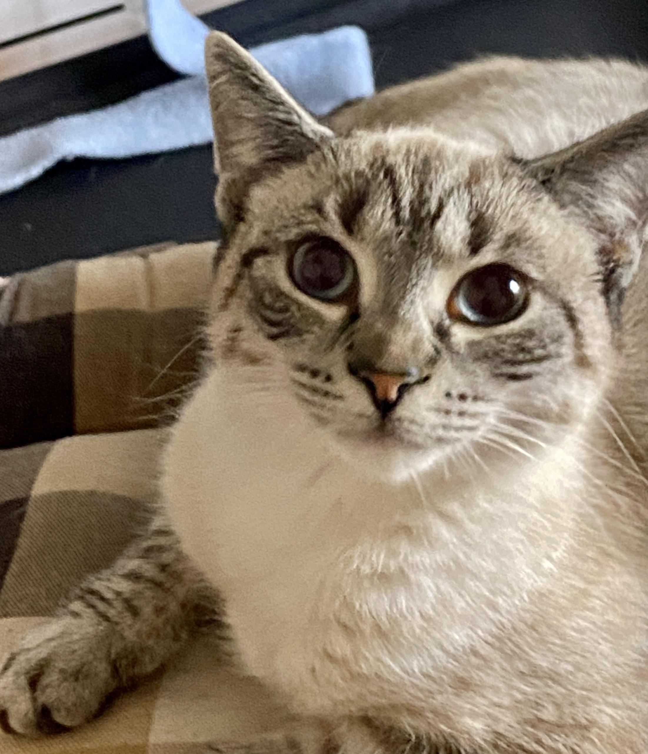 Enlarge Shasta , a ADOPTABLE mixed breed in Red Bank, NJ image 3/6