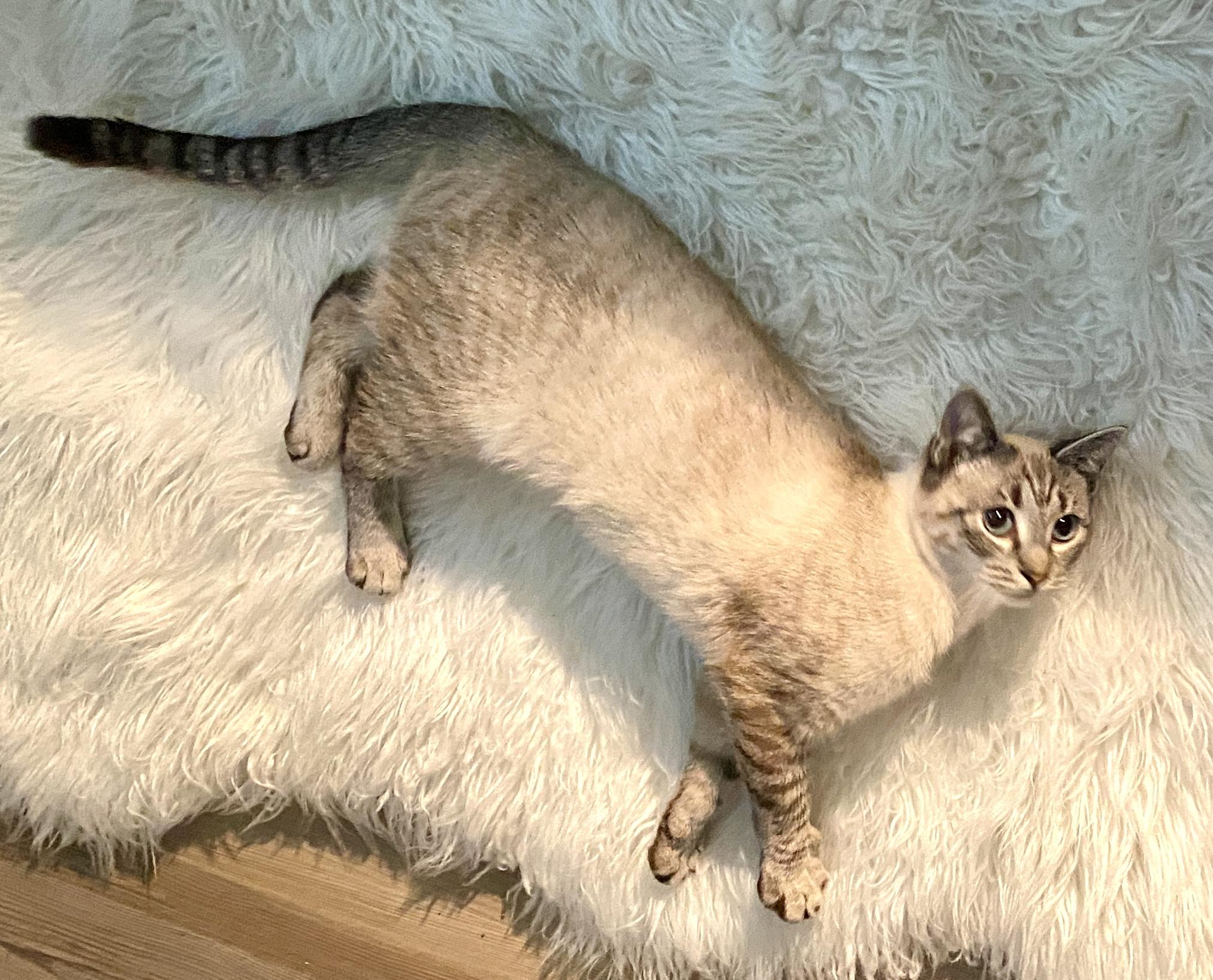 Enlarge Shasta , a ADOPTABLE mixed breed in Red Bank, NJ image 5/6