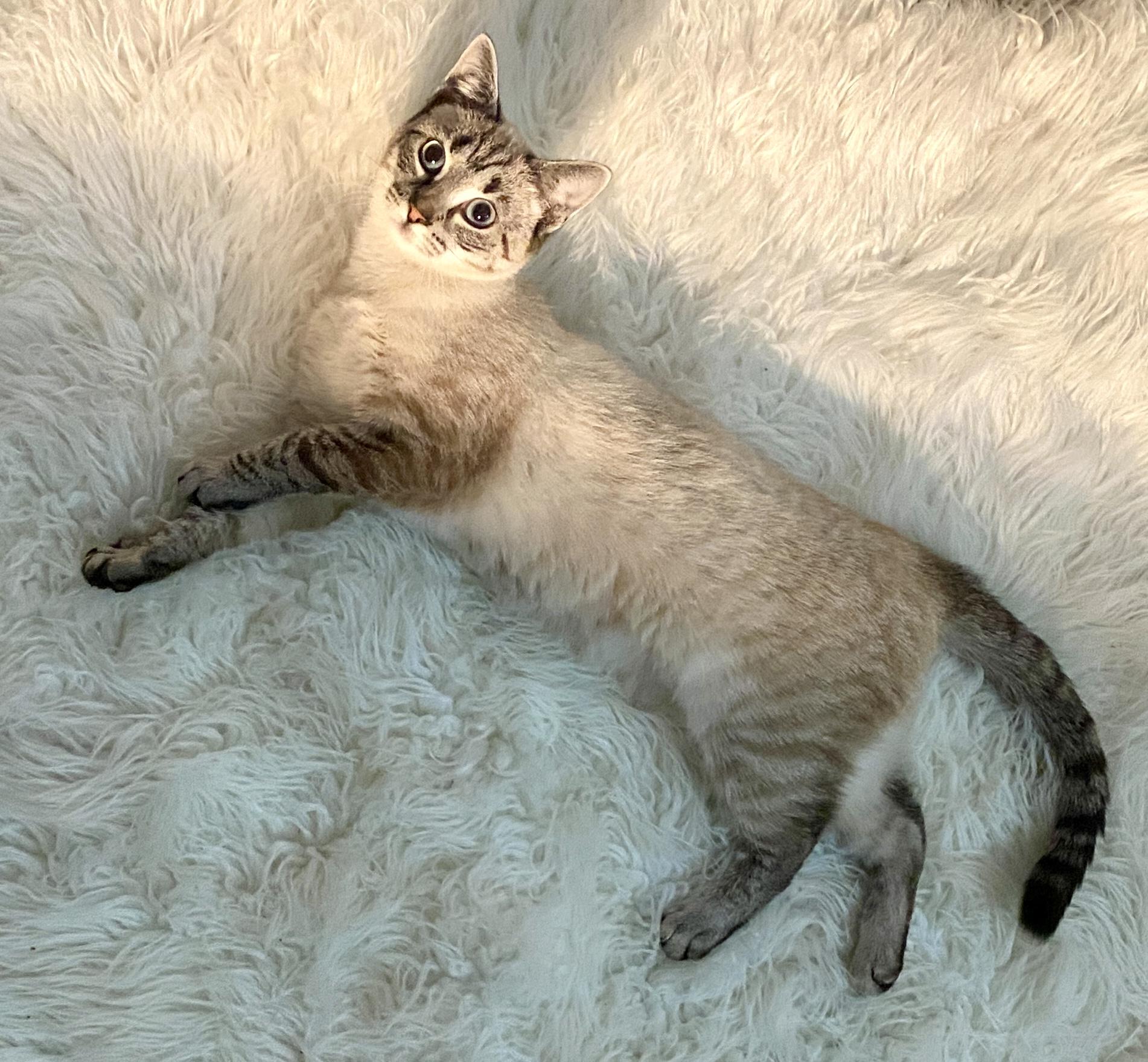 Enlarge Shasta , a ADOPTABLE mixed breed in Red Bank, NJ image 6/6