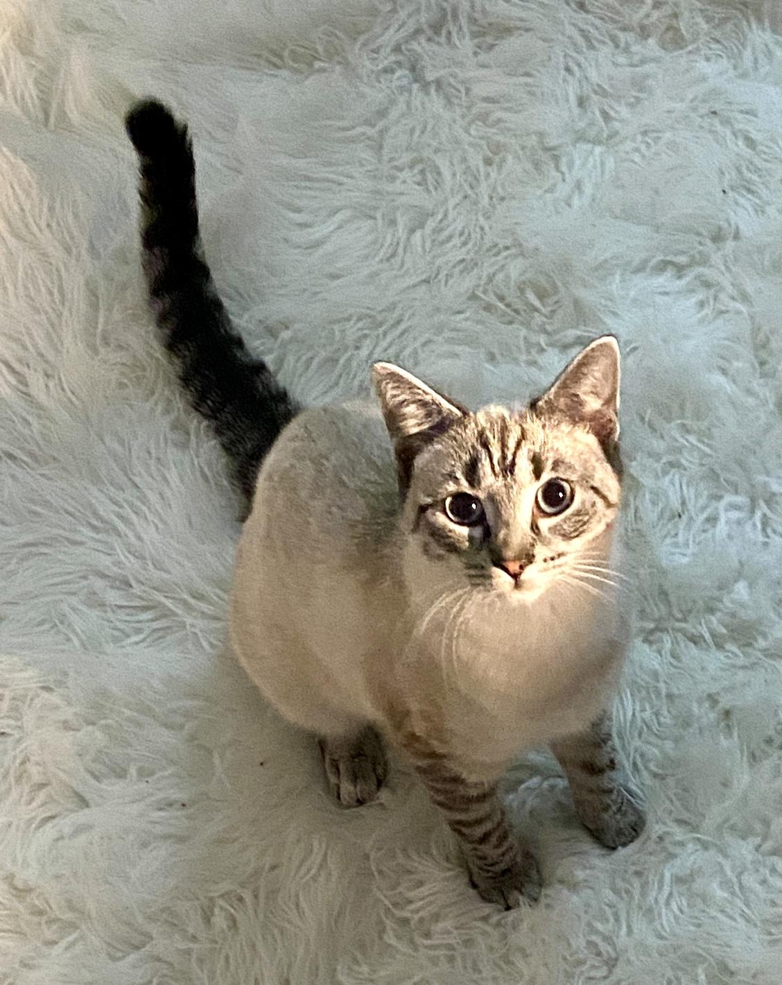 Shasta , ADOPTABLE, Young Female Siamese & Domestic Short Hair.