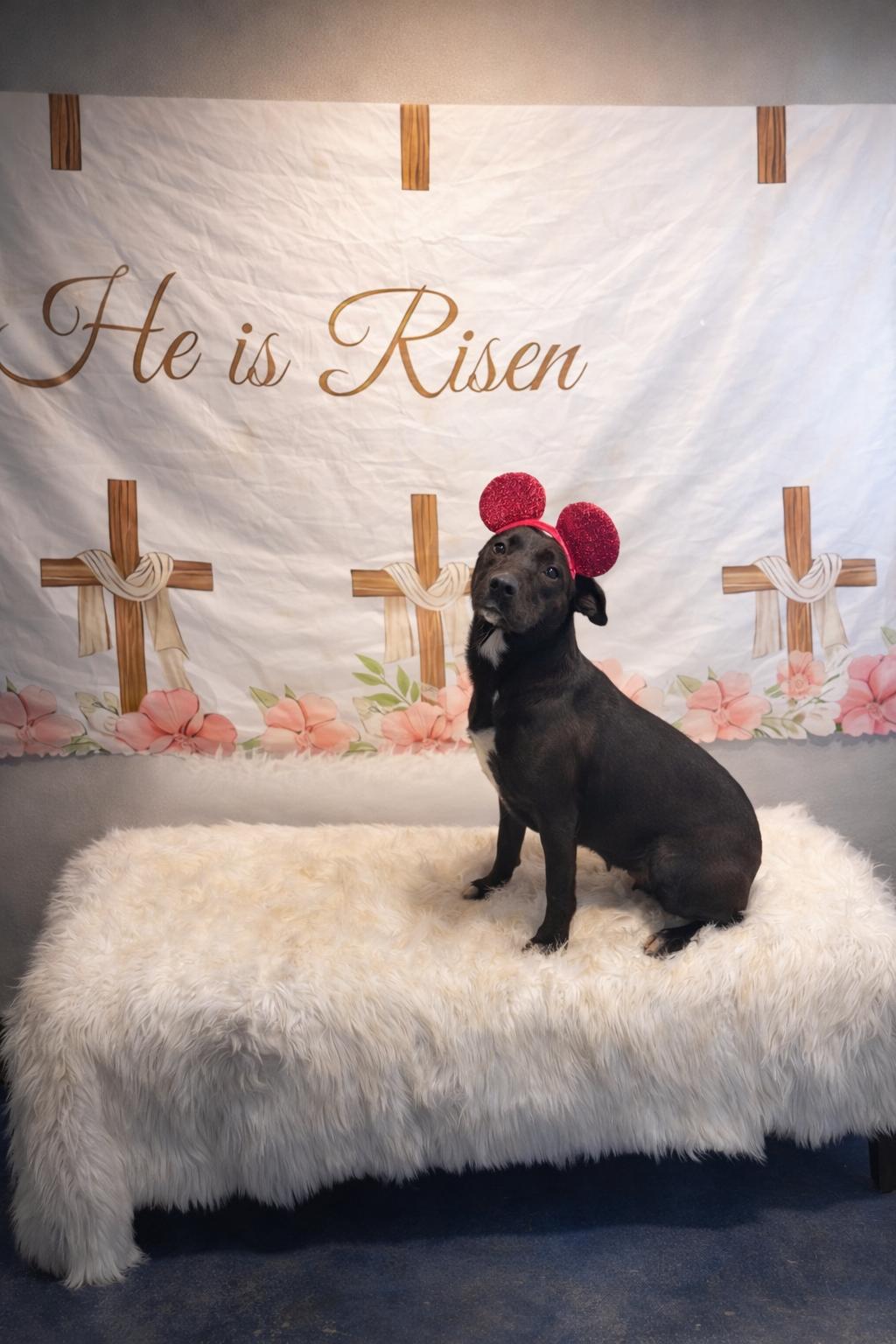 Enlarge Eeby, a ADOPTABLE mixed breed in Anderson, TX image 1/1