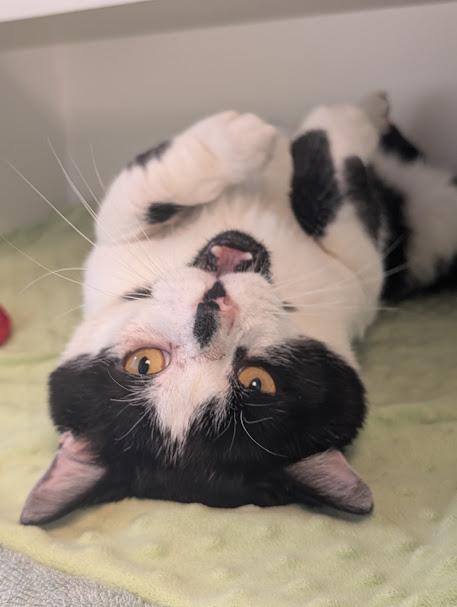 Puffin, adopted, Adult Male Domestic Short Hair.