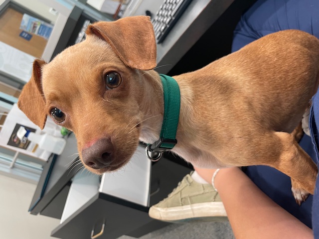 Enlarge Pongo, a Adopted mixed breed in Goodlettsville, TN image 5/5