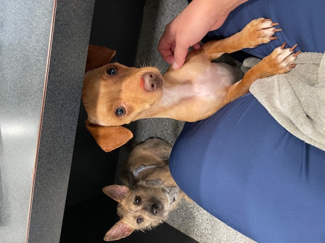 Enlarge Pongo, a Adopted mixed breed in Goodlettsville, TN image 4/5