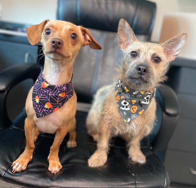 Enlarge Pongo, a Adopted mixed breed in Goodlettsville, TN image 2/5