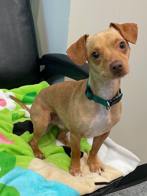 Enlarge Pongo, a Adopted mixed breed in Goodlettsville, TN image 1/5