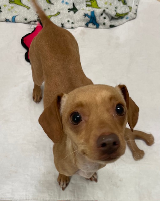 Enlarge Pongo, a Adopted mixed breed in Goodlettsville, TN image 3/5