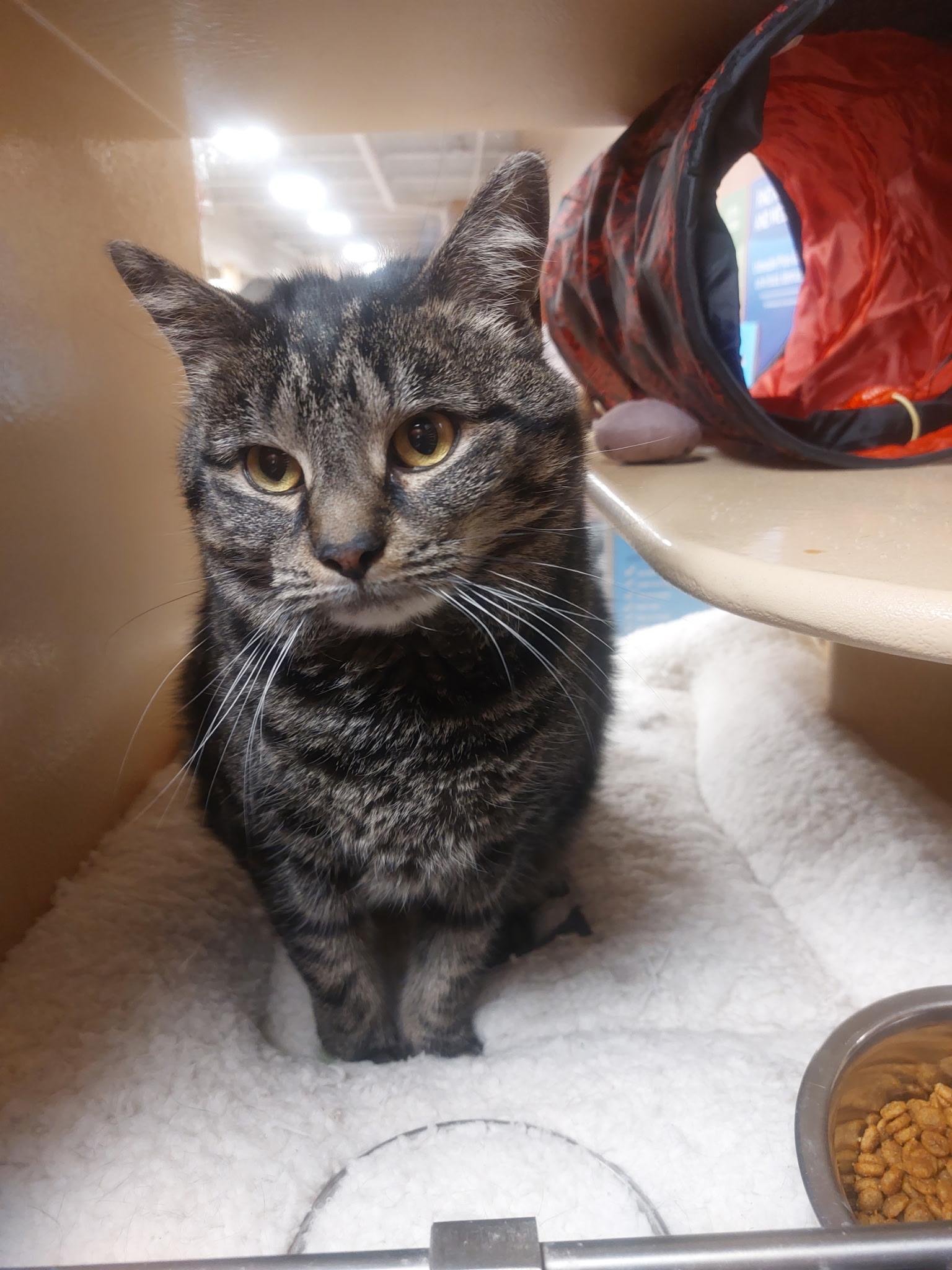 Nessarose, ADOPTABLE, Adult Female Domestic Short Hair.