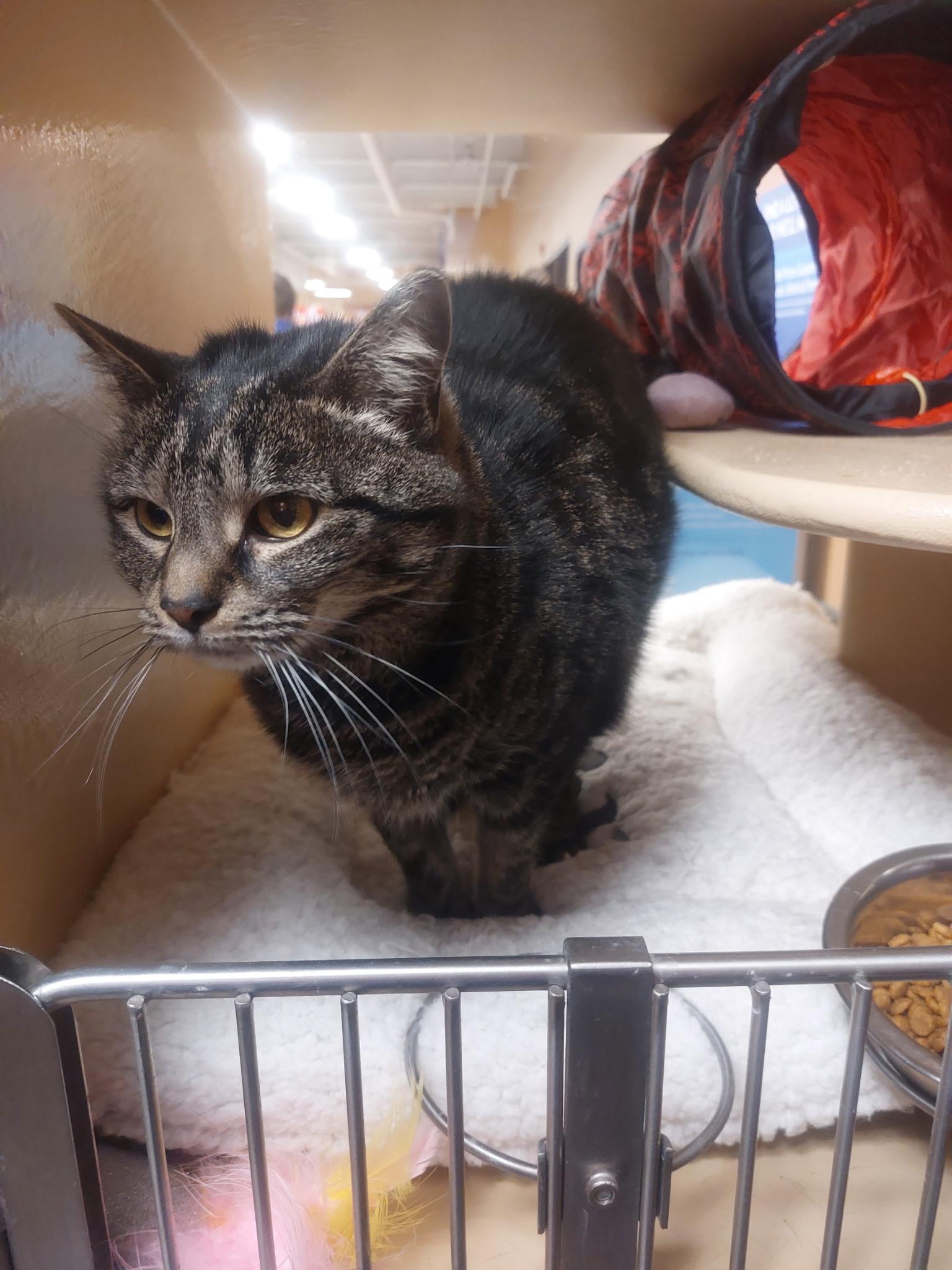 Enlarge Nessarose, a ADOPTABLE Domestic Short Hair in Newton, MA image 2/4