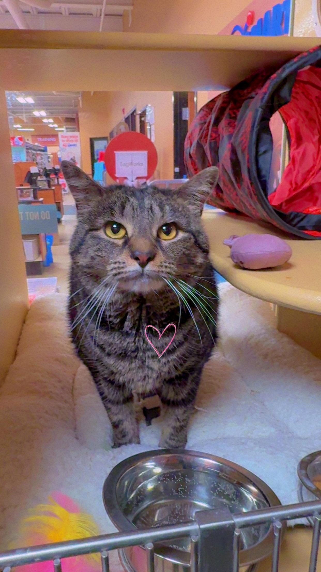 Enlarge Nessarose, a ADOPTABLE Domestic Short Hair in Newton, MA image 1/2