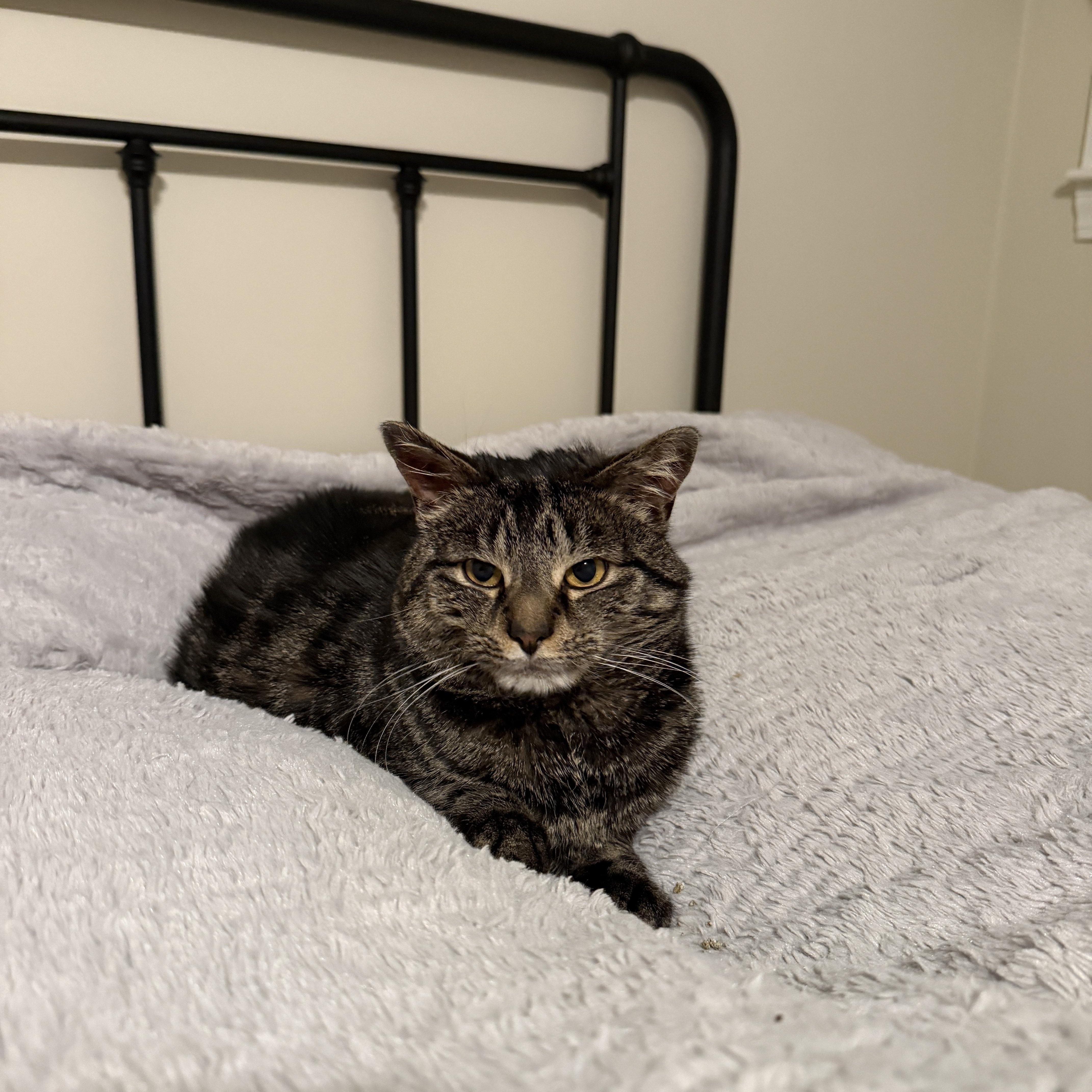 Nessarose, ADOPTABLE, Adult Female Domestic Short Hair.