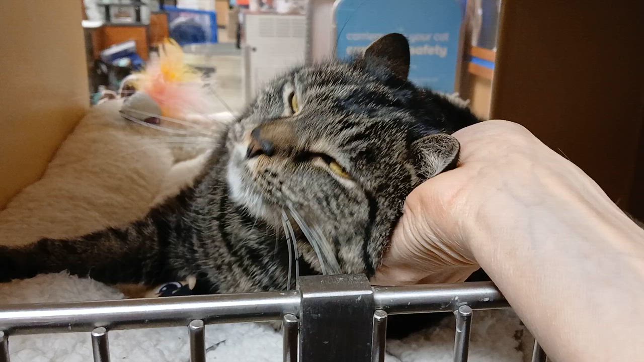 Enlarge Nessarose, a ADOPTABLE Domestic Short Hair in Cambridge, MA video 5/5