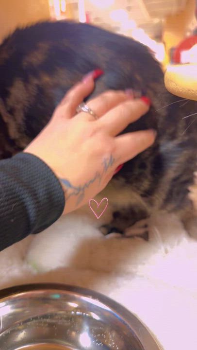 Enlarge Nessarose, a ADOPTABLE Domestic Short Hair in Newton, MA video 2/2