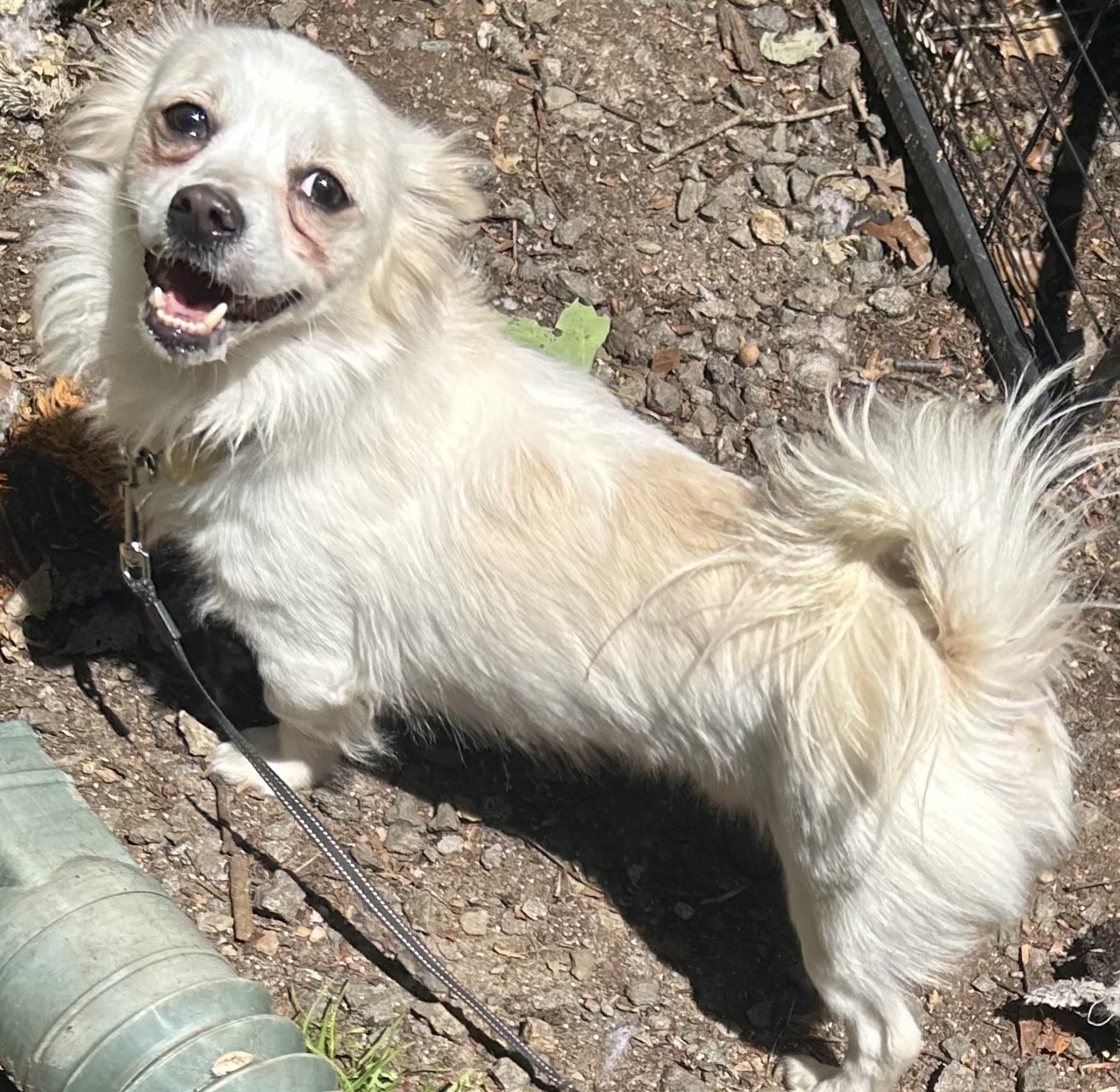 Merlin, Adoptable, Young Male American Eskimo Dog & Pomeranian.