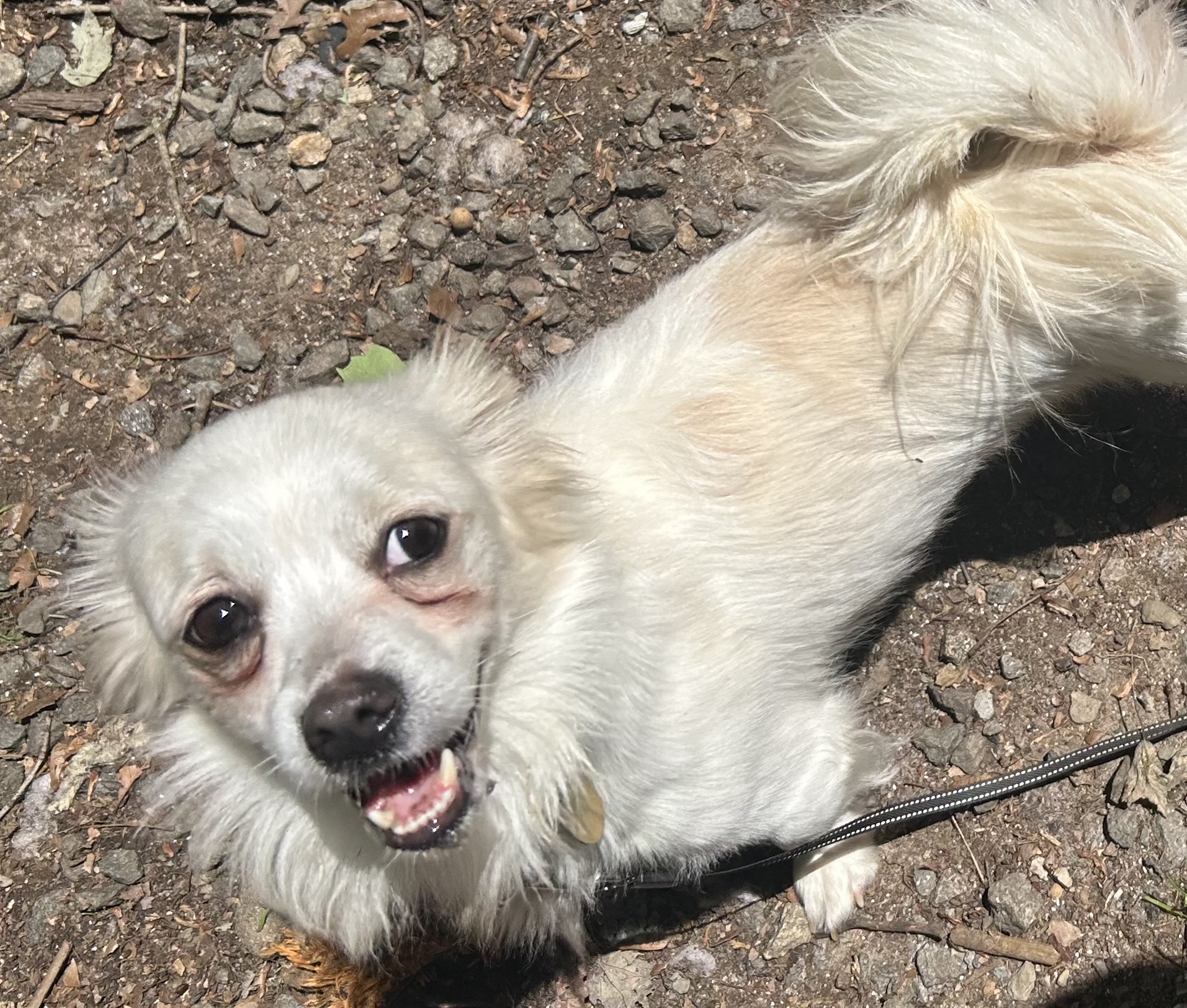 Enlarge Merlin, a Adoptable mixed breed in Oak Ridge, NJ image 2/2
